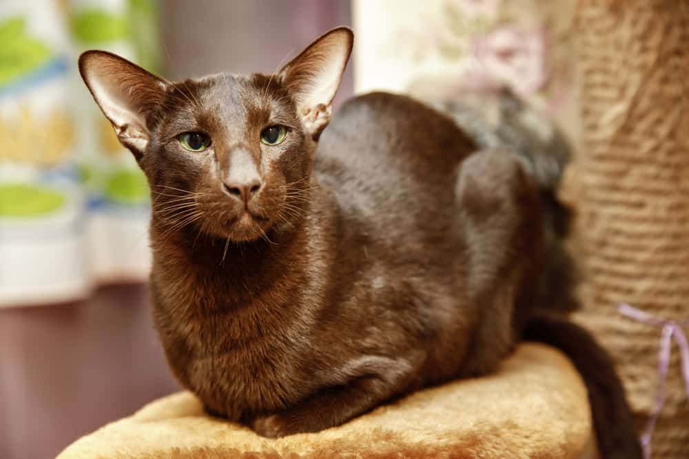 Havana brown cat guide