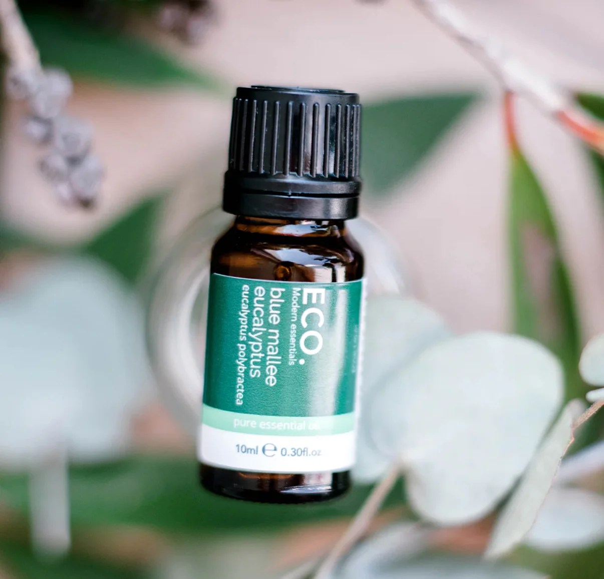 A 10ml Blue Mallee Eucalyptus Pure Essential Oil bottle sits on green and white eucalyptus leaves with a blurred natural background.