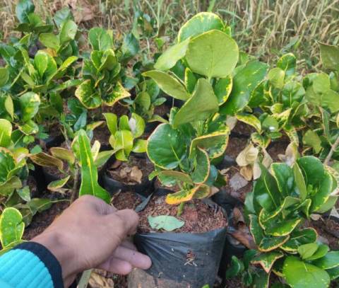 Jenis Puring yang Mudah Tumbuh, Murah Meriah, Menawan dan Kaya Manfaat