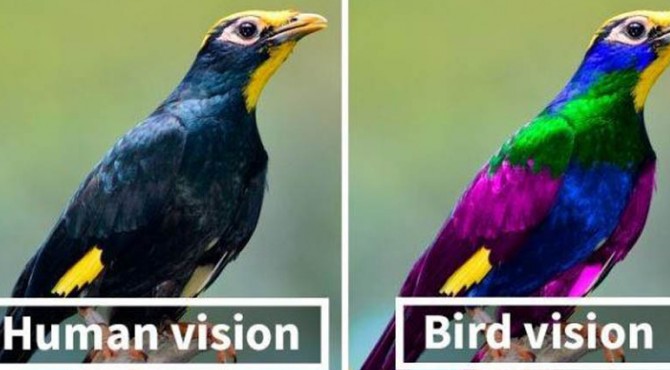 Peneliti: Burung Bisa Lihat Apa Saja yang Tidak Terdeteksi Mata Manusia |  KlikPositif.com - Media Generasi Positif