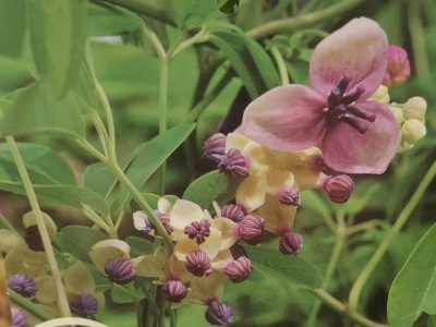 Akebia