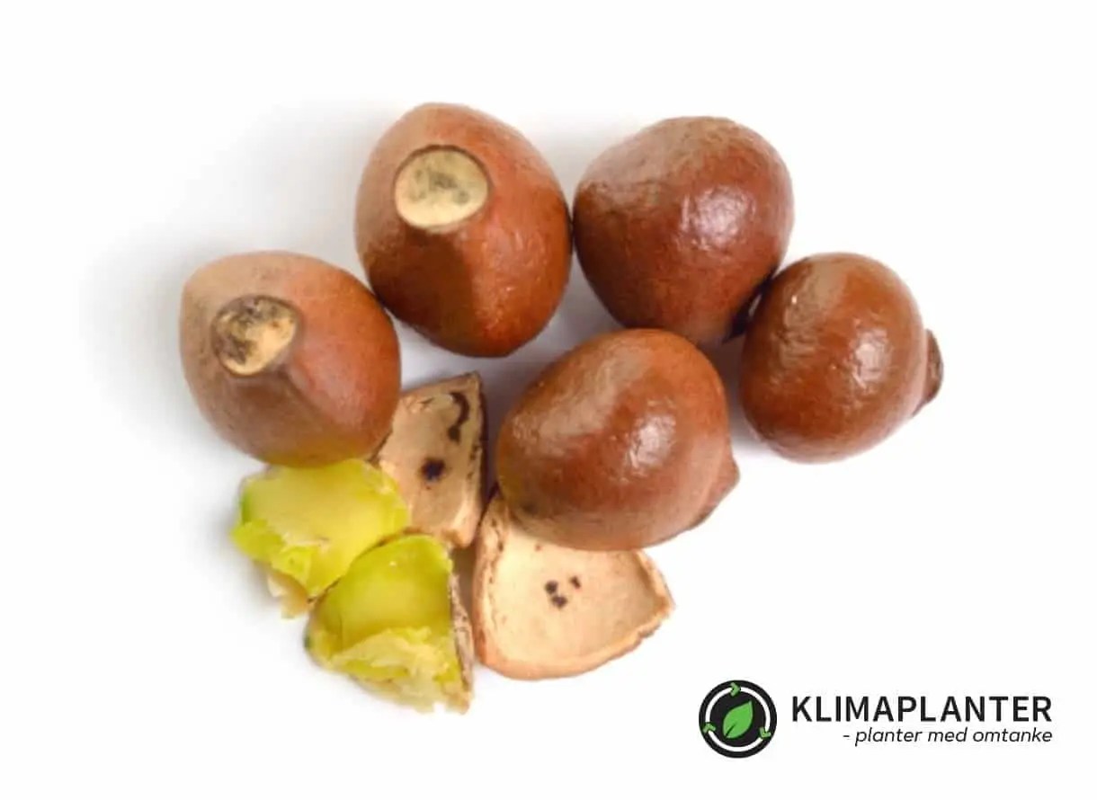 Blærenød Staphylea pinnata