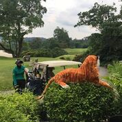 Tiger keeping guard