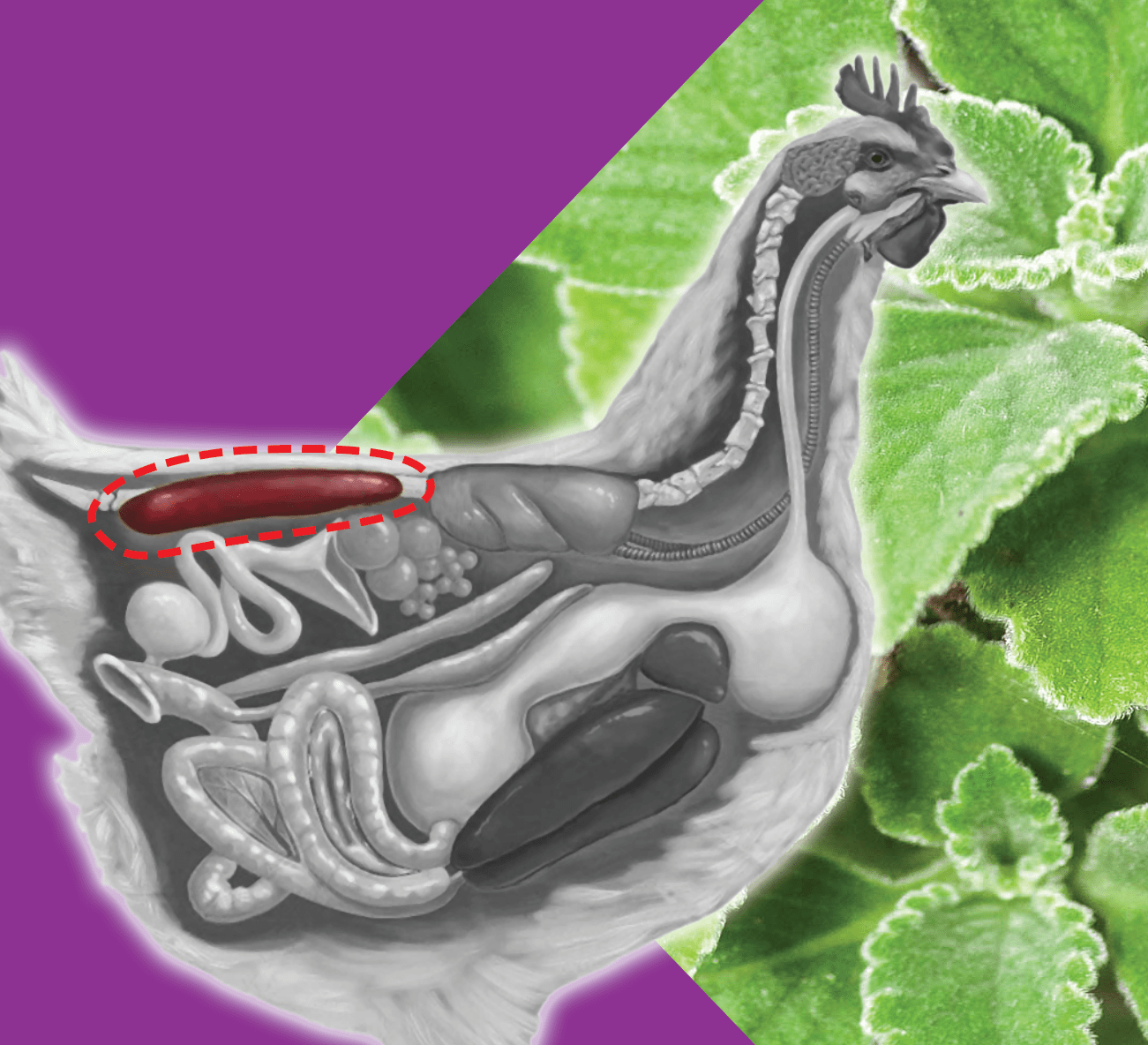 Renal diseases in poultry- a general review, and role of phytogenics