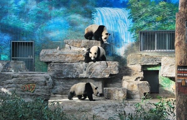 World's largest zoos (8 photos)