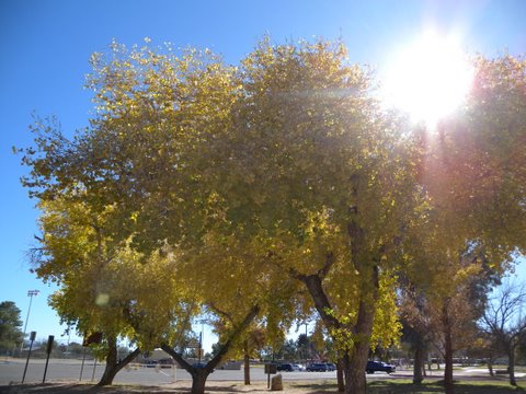 Fort Lowell Cottonwoods