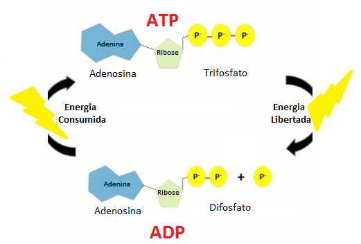 Resultado de imagen para ATP Y ADP