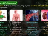 Notes Ch 5 Life Processes Knords Learning