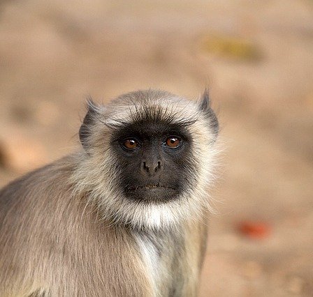 common langur