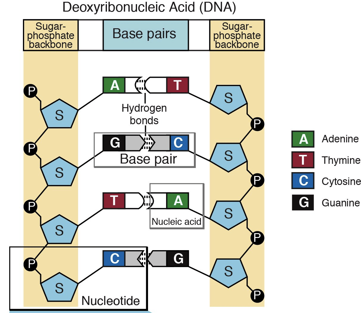 Nucleotides and bases