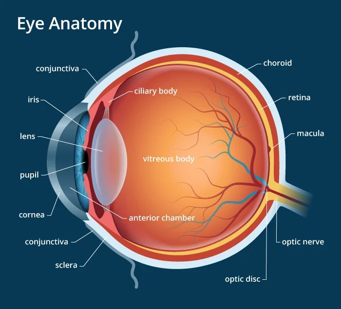 The Human Eye Structure and Functions