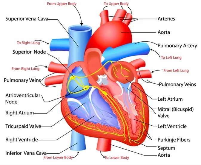 The human heart Structure and Functions