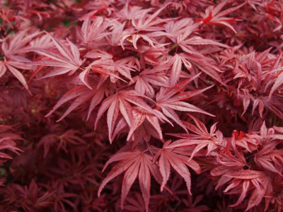 Growing Japanese Maples From Seed How To Germinate Japanese Maple Seed