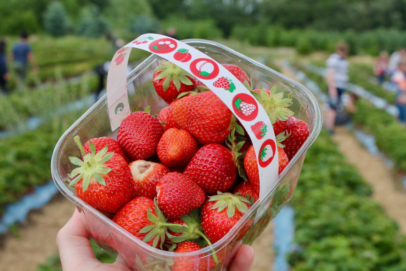 Strawberries - Picking Best Photos for Content