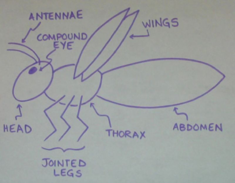Insect Identification - Best Geometric Pictures in 8K
