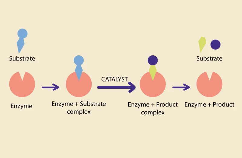 Enzyme The Catalyst New Catalytic Reactions By Enzyme Engineering