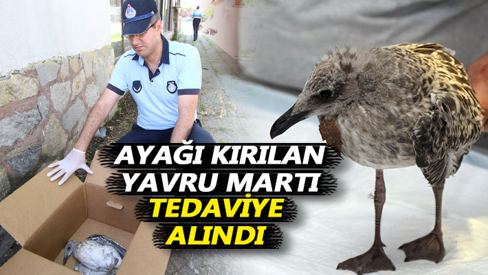 Ayağı kırılan yavru martı tedaviye alındı