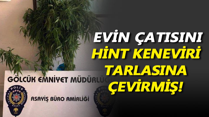 Evin çatısını Hint Keneviri tarlasına çevirmiş!
