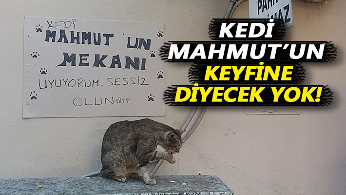 Kedi Mahmut'un keyfine diyecek yok!
