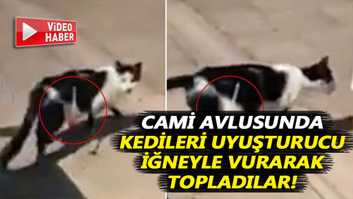 Cami avlusunda kedileri uyuşturucu iğneyle vurarak topladılar!