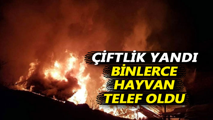 Çiftlik yandı, binlerce hayvan telef oldu