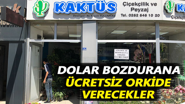 Dolar bozdurana ücretsiz orkide verecekler