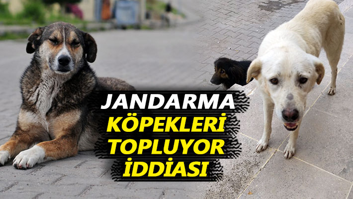 Jandarma köpekleri topluyor iddiası