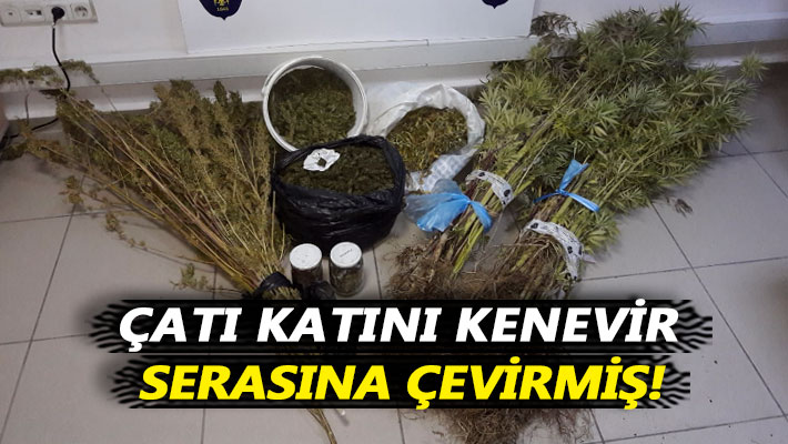 Çatı katını, kenevir serasına çevirmiş!