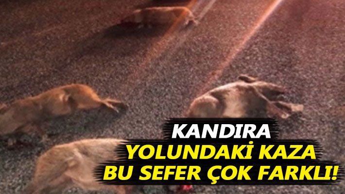 Kandıra yolundaki kaza bu sefer çok farklı!