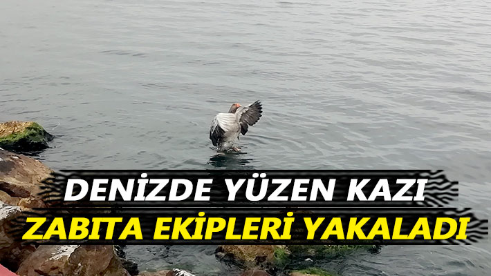 Denizde yüzen kazı zabıta ekipleri yakaladı