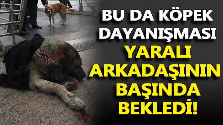 Halkevi'nde bir köpek yaralı arkadaşının başında bekledi