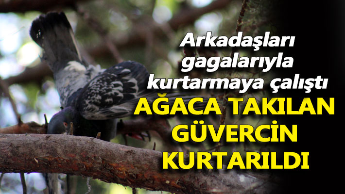 Ağaca takılan güvercin dal kesilerek kurtarıldı