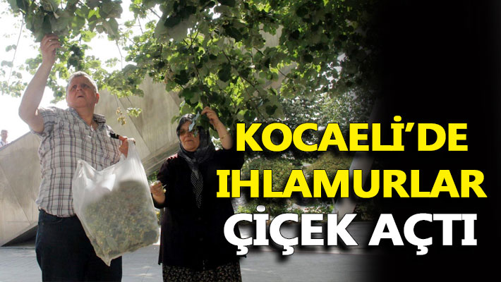 Kocaeli'de ıhlamurlar çiçek açtı