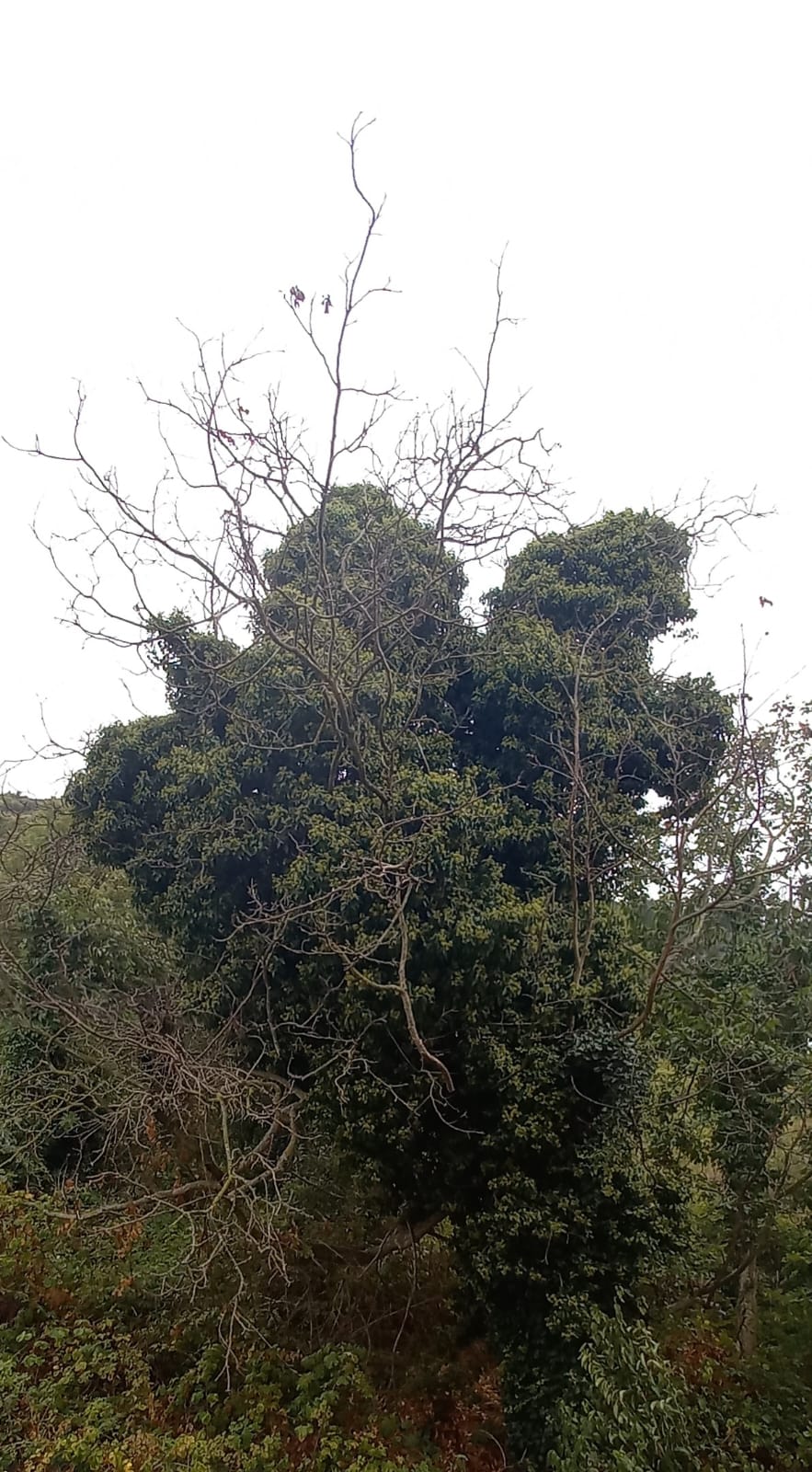 Zehirli Sarmaşık