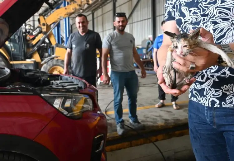 Başiskele’de Otomobile Sıkışan Yavru Kedi Belediyeden Kurtarıldı
