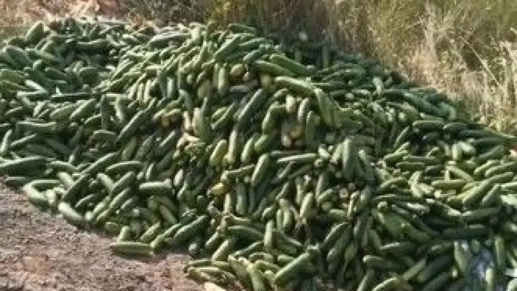 Allah’ınıza kurban! Kocaeli’de salatalıkları çöpe çökenlere rekor ceza!