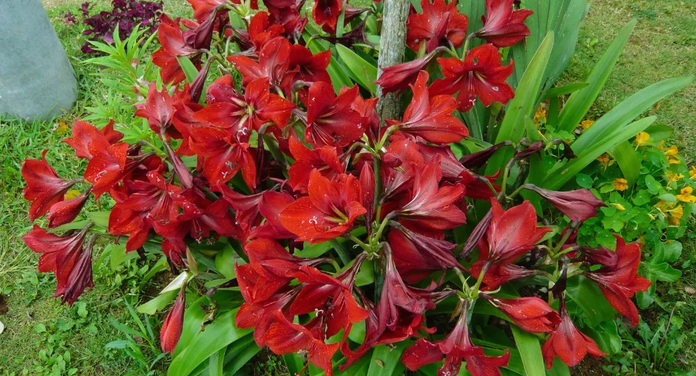 Amaryllis çiçeği bakımı nasıl yapılır? Amaryllis çiçeği anlamı nedir?