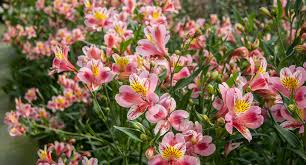 Alstroemeria çiçeği bakımı nasıl yapılır? Alstroemeria çiçeği anlamı nedir?
