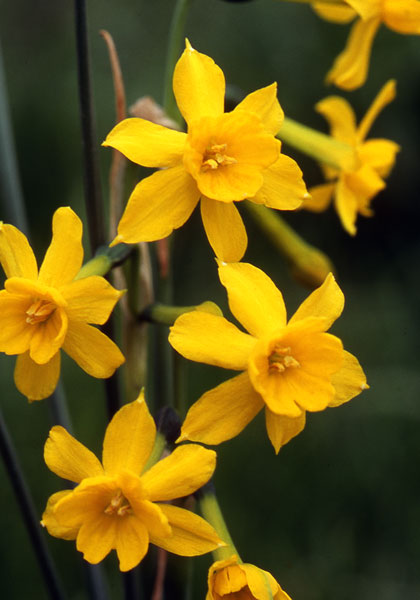 Jonquil Çiçeği bakımı nasıl yapılır? Jonquil Çiçeği anlamı nedir?