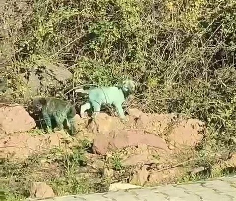 Kocaeli’de Boyanmış Sokak Köpekleri Tepki Çekti!