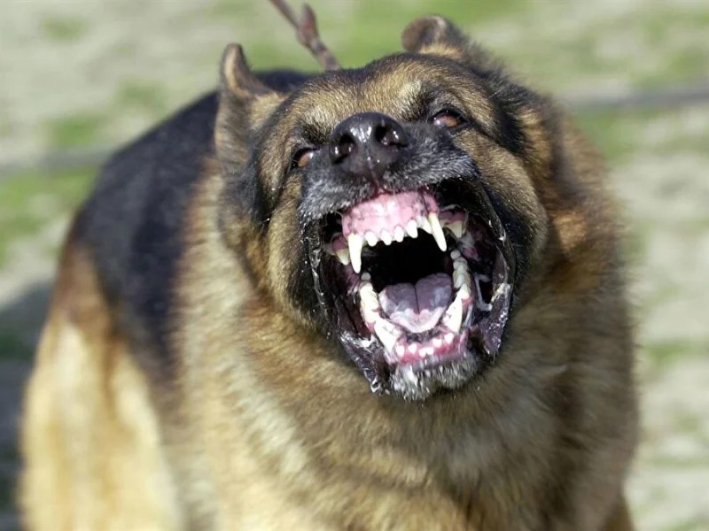 İzmit’te Başıboş Köpekler Korku Saçıyor!