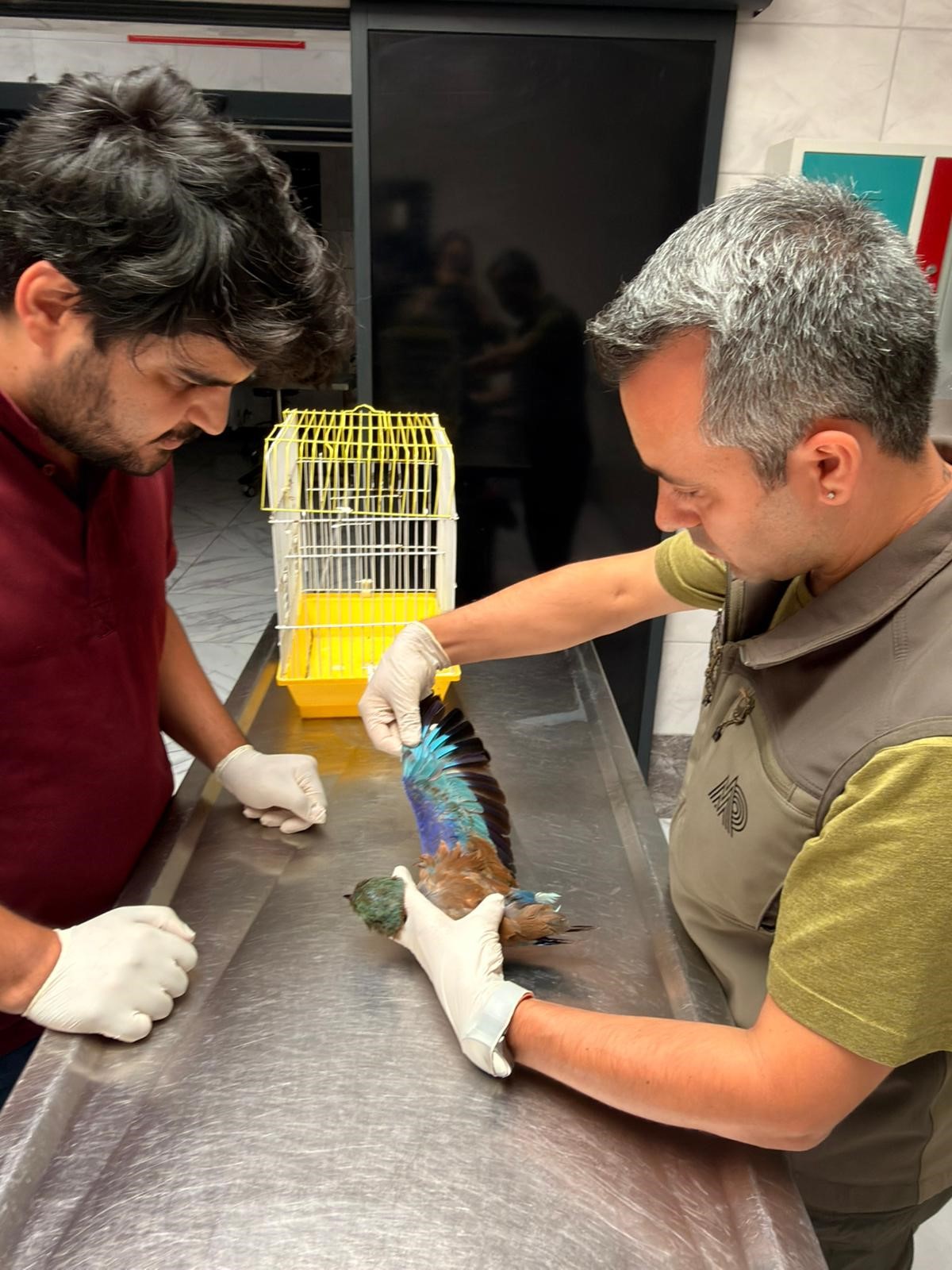 Çayırova’da yaralı gökkuzgun korumaya alındı!