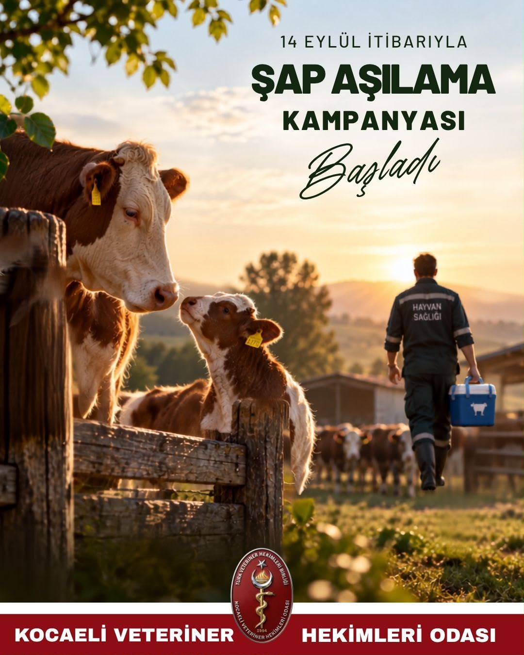 Kocaeli’de Şap Aşılama Seferberliği