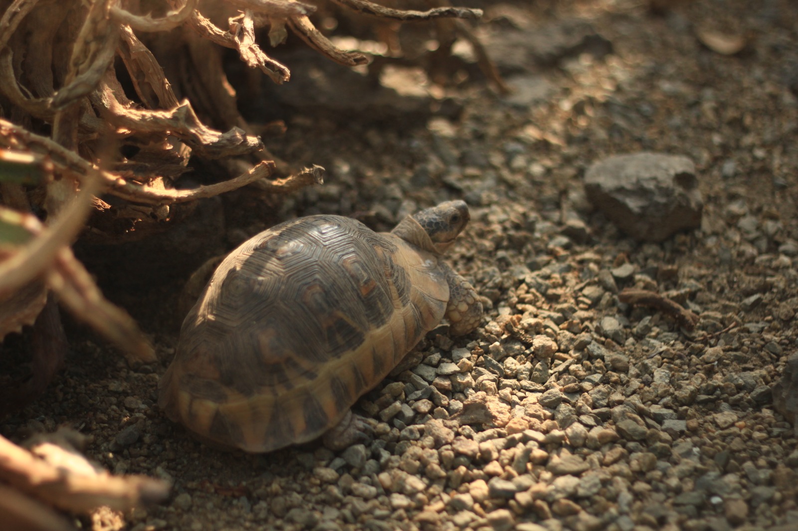 Schildkröte in Schönbrunn 2