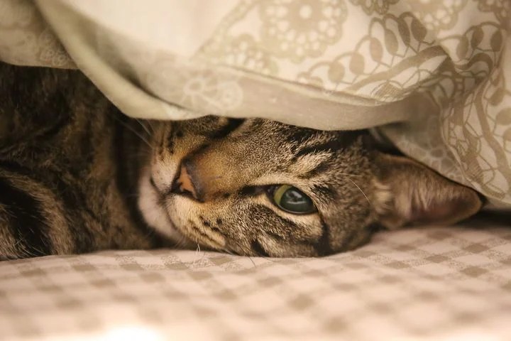 ねこ