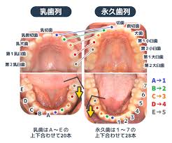 診療日記| 福岡・那珂川市の歯医者なら古賀歯科医院