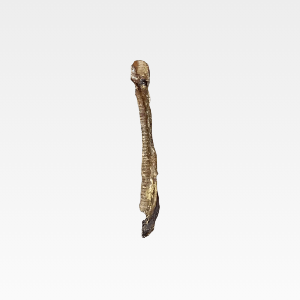Lamb Trachea