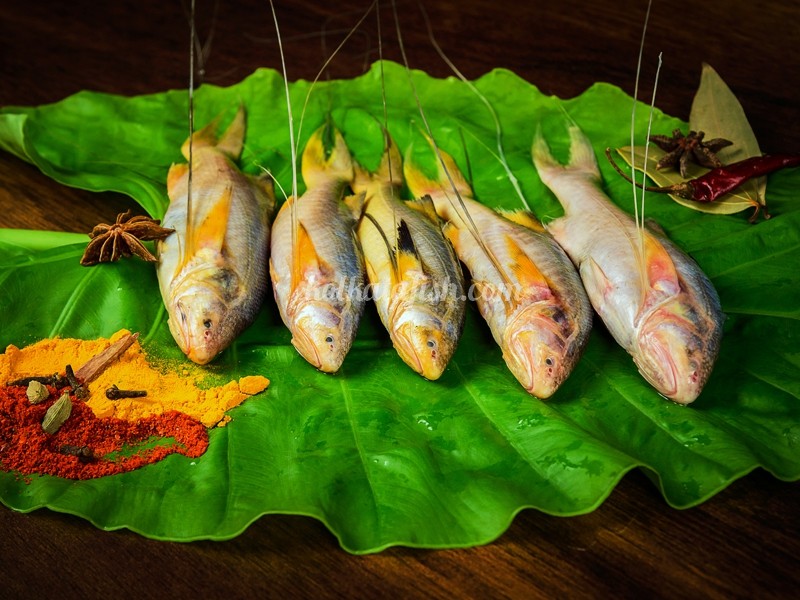 Buy Topshe/Mango Fish Online Fish&Meat Store Of Kolkata