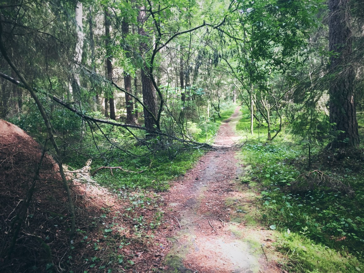 En skog