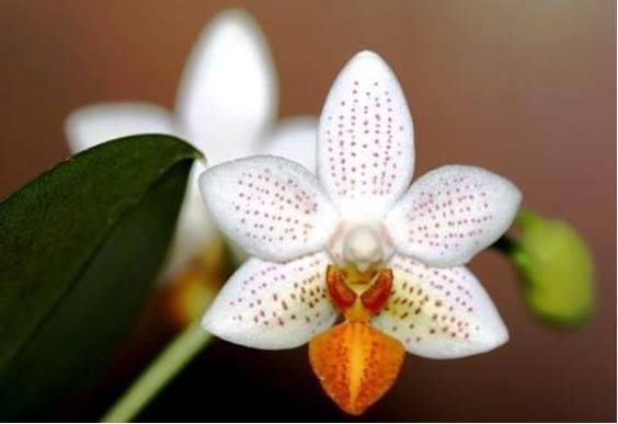 Иллюстрация к материалу «Мини орхидеи «Фаленопсис»: описание и уход за карликовым цветком в домашних условиях. Какой уход необходим для мини орхидеи в домашних условиях? Размножение орхидеи Фаленопсис в домашних условиях»